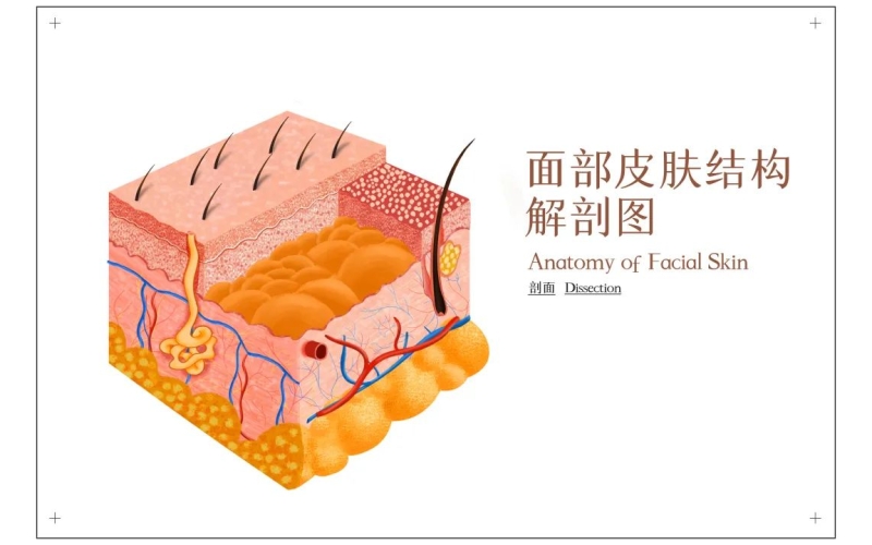 自体成纤维细胞再生技术，抗衰老的最大&ldquo;功臣&rdquo;