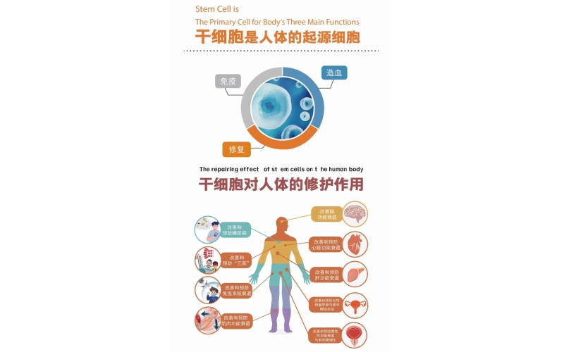 干细胞抗衰老一年需要回输1次、2次还是3次？