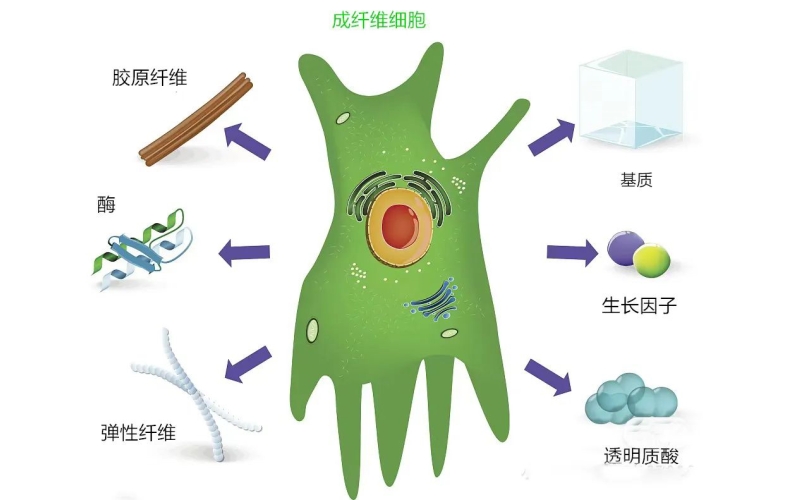 成纤维细胞